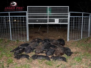 MINE Trapping Gate with 13 eradicated hogs