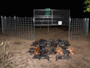 MINE Trapping Gate with 15 eradicated hogs