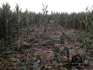 Corn Damage in July