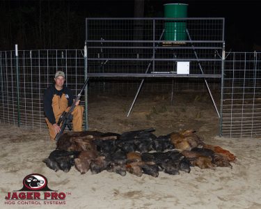 17 wild hogs in One MINE Trap