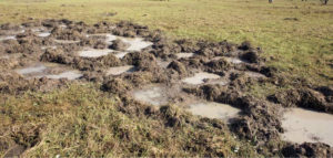 Soil Erosion from Wild Hogs