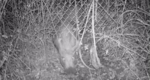 Boar Under Fence