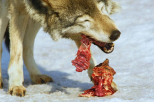 Wolf Eating a Carcass