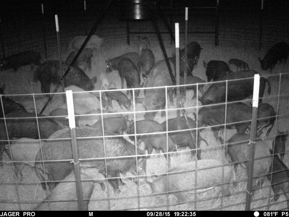 120 Wild Pigs Captured in a Single M.I.N.E.<sup></noscript>®</sup> Trap