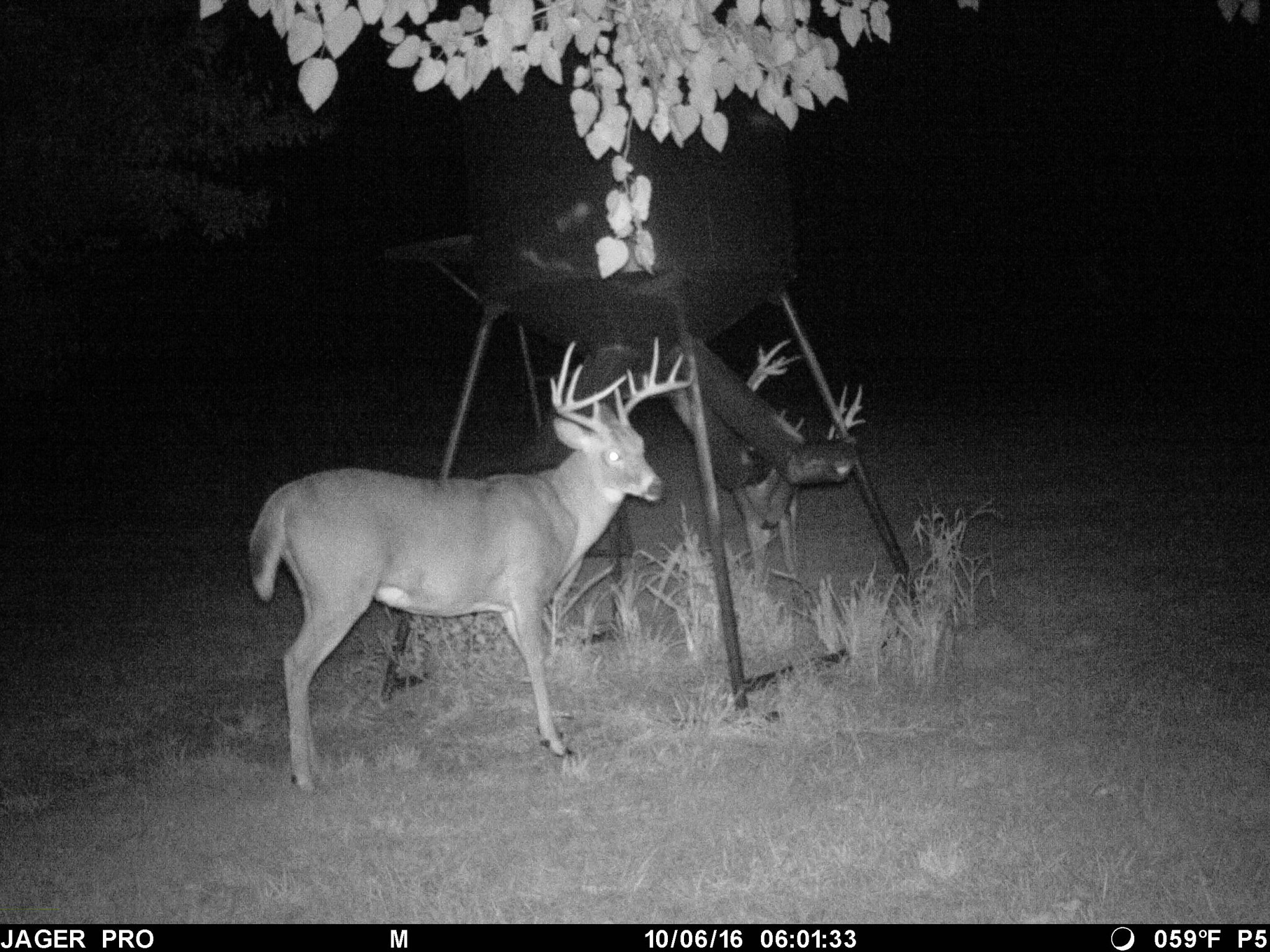 Wireless Cameras JAGER PRO Store