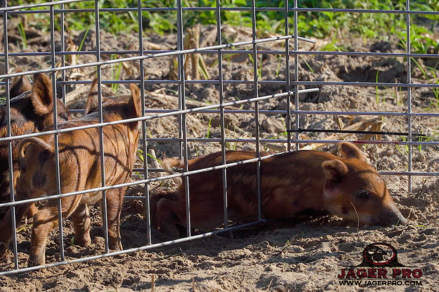Hog Trapping – Panel Selection