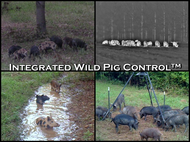 Integrated Wild Pig Control<sup></noscript>®</sup>