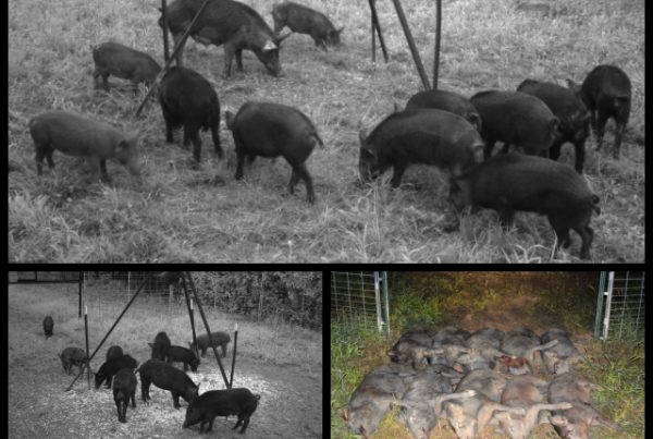 Integrated Wild Pig Control