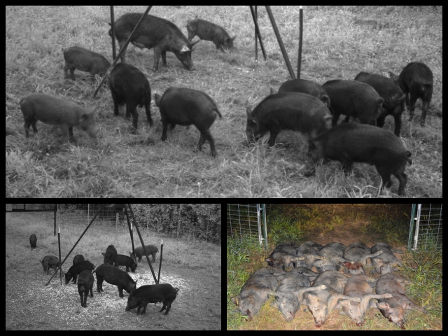 Integrated Wild Pig Control