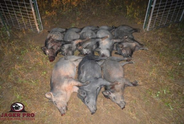 Hog Trapping JAGER PRO