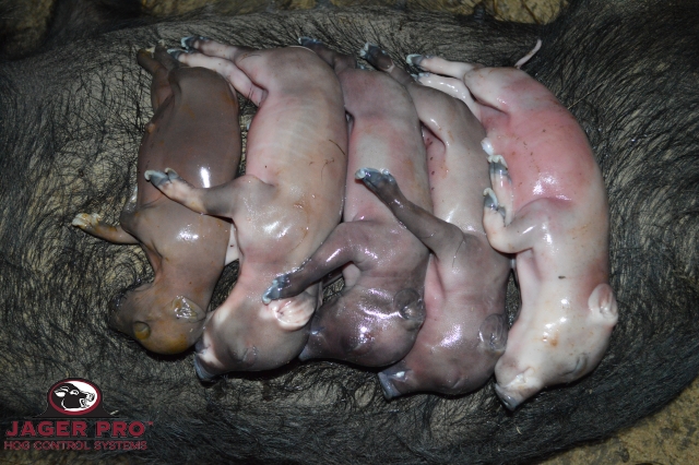 Necropsy Feral Pig Fetus