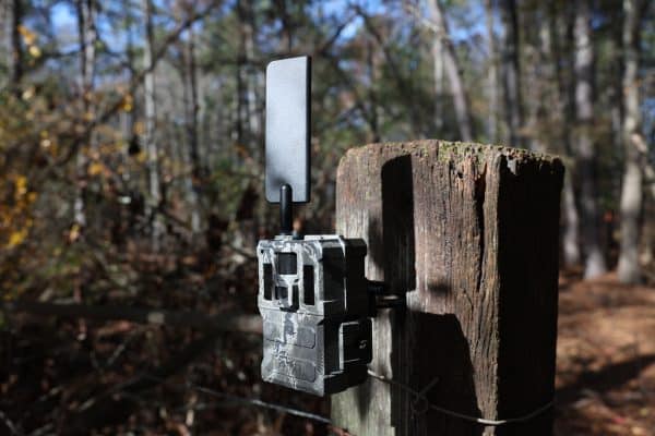 cellular hog trap camera with live video and remote trigger for whole sounder trapping