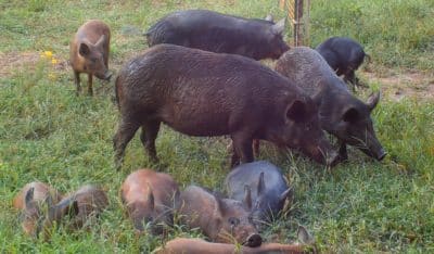 wild pig
